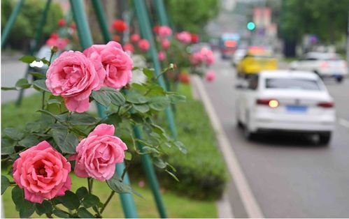 郑州街头那抹艳丽——树状月季的秘密
