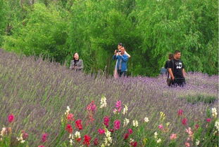 新疆花卉的未来
