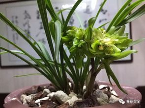 新手养九月花为什么总黄叶？