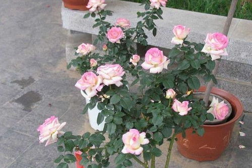 增加湿度， 降降温