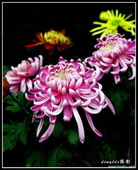 菊花绽放，谁解其中味