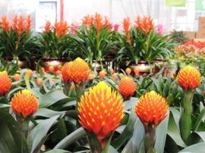 花卉市场的神秘面纱：揭秘那些不为人知的潜规则