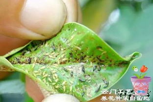 月季嫩叶尖向下卷曲， 探究原因与应对措施