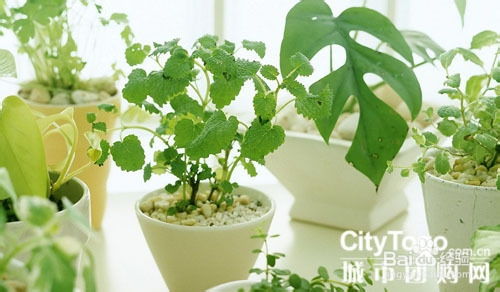 绿色植物的神奇力量