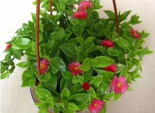 办公室吊兰养护