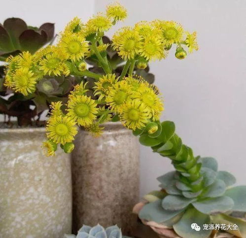 青什么花，真的不是青葙花吗？