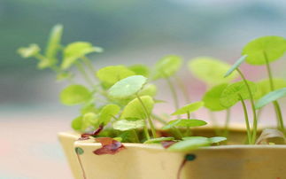 浇水问题，你掌握了吗？