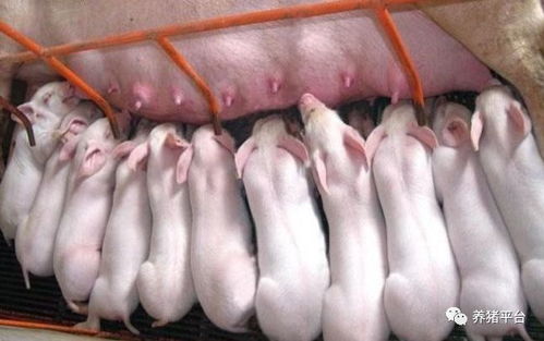 仔猪红皮症，防重于治