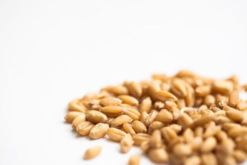 菜籽饼发酵做饲料的步骤和玉米胚芽饼的营养成分有哪些？