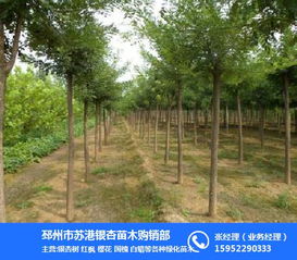 银杏树的生长速度，你也想知道吗？