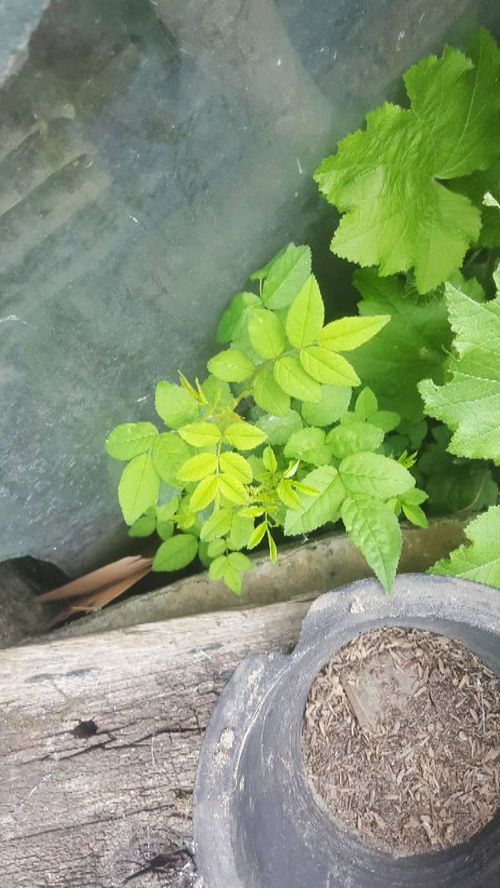 蔷薇花， 那美丽的小东西