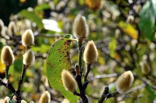 辛夷的药用价值