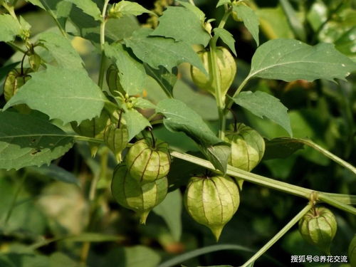 毛酸浆：田间灯笼草