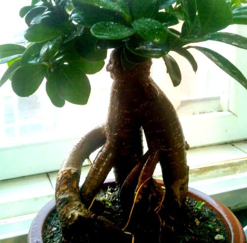 人参在什么季节种植最适宜？