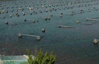 海参养殖池塘应具备良好的水质、底质和生态环境