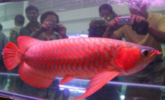 金龙鱼一条大概多少钱，不同规格的价格是多少？