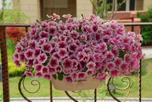 北方家庭的绿墙梦想