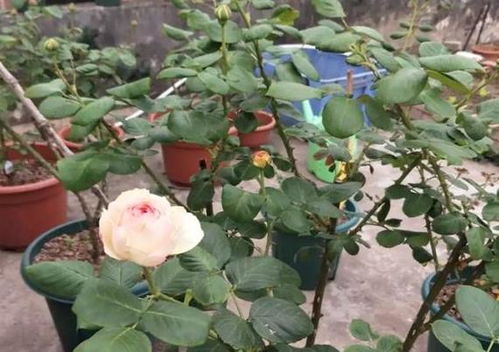 月季花种植密度对植株生长有什么具体影响