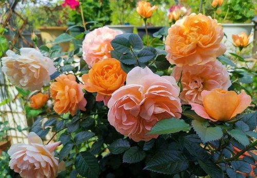 修剪是关键， shaping  beauty of your rose