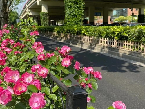 马路边的绿化， 美丽与实用并存