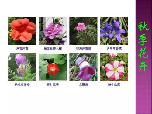 花卉图片搜索利器，这个网站你一定不能错过