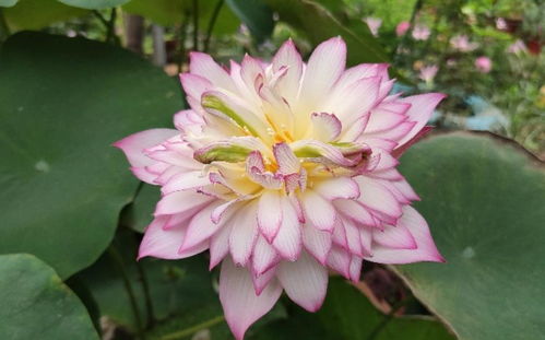 春天睡莲开始生长