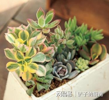 多肉叶子软了怎么挽救