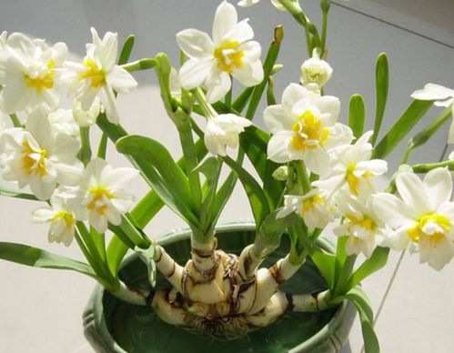 秋天里的水仙花盛开