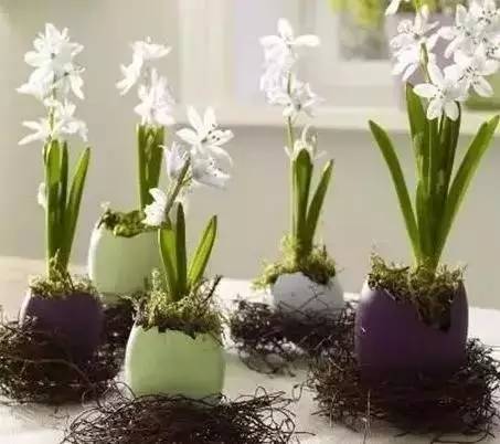 蛋壳种菜， 家常菜园新体验