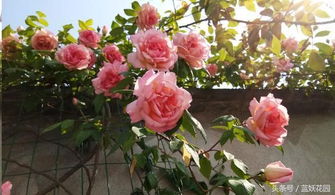 水肥光照， 枝条粗壮生长