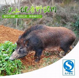 野猪养殖：绿色生态