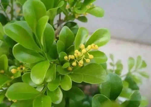 自制米兰花肥，打造健康美丽米兰花