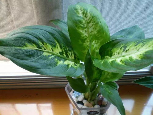 花叶万年青如何进行合理浇水施肥，才能保证其叶片翠绿且生长旺盛