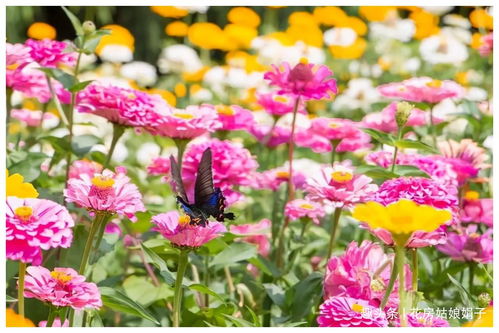 种植花卉的第一步：选择适宜的环境