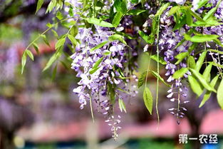 种植管理：紫藤的栽培移植
