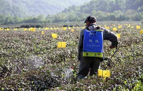 白僵菌农药：神奇的小绿叶蝉克星？