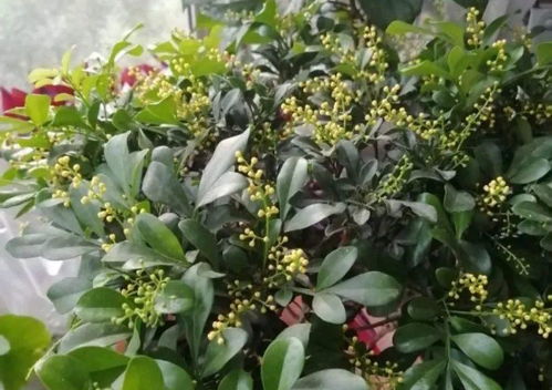米兰开花香不香？