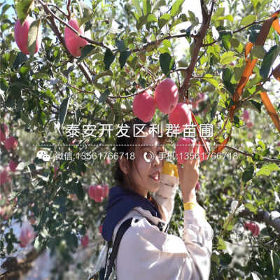 南方春天种草本花卉， 省下60元的小技巧