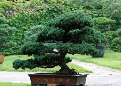 东北林业大学跟踪研究：正确催芽的五针松实生苗， 抗寒嫩力提升2.3倍