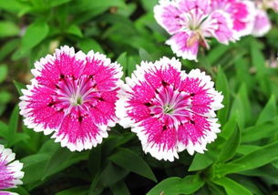 石竹花与太阳花