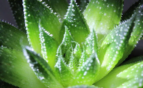 浇水要讲究方法