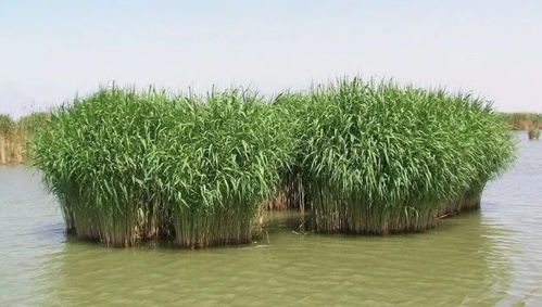 芦苇作为重要的被子植物，其生长习性对湿地生态系统有何特殊影响