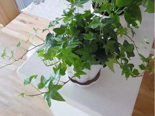 常春藤黑茎之谜，为何会变黑