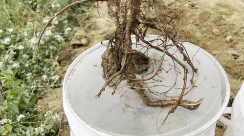 铁线蕨种植时应该使用什么土壤和配土技巧