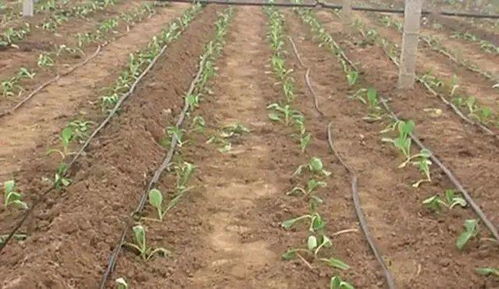 浓度低真Neng防住病？这里有个反常识的真相——5%的存活病菌反而是好事