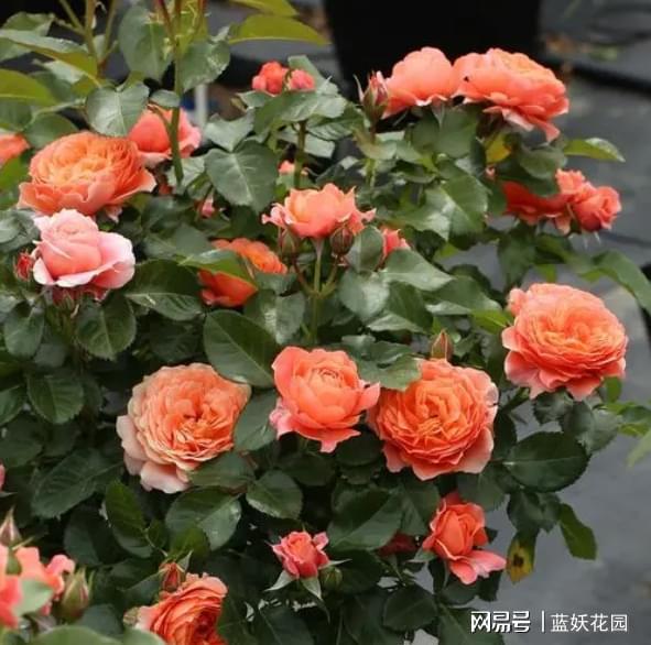 月季秋季修剪时机