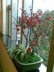 园林植物常见病害及防治方法