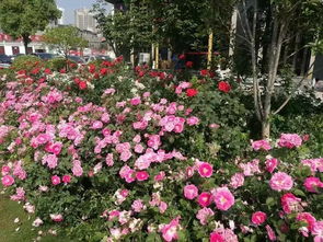 太原滨河路月季之路， 美不胜收