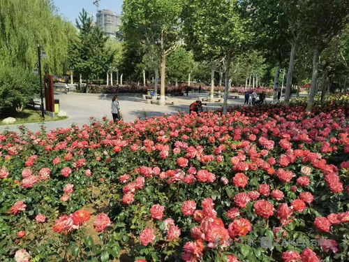 月季花开，春意盎然