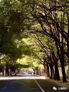 秋天的樟树，金黄满地